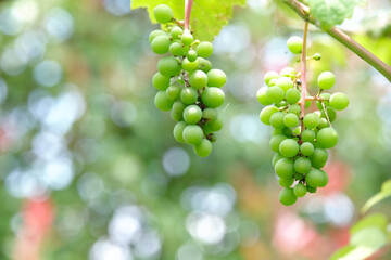 まだ緑色の初夏のブドウ