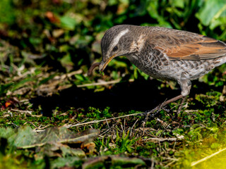 ミミズを食べるツグミ