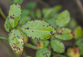 Black spot on rose leaves. Black spot is a fungal disease (Diplocarpon rosae) that affects roses.