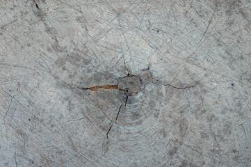 Close up of tree ring surface. These rings can tell us how old the tree is, and what the weather was like during each year of the tree's life.
