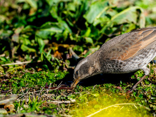 ミミズを食べるツグミ