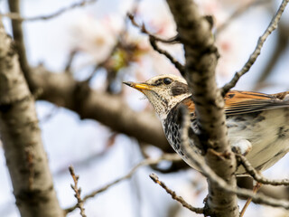 枝にとまるツグミ