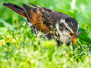 ミミズを食べるツグミ