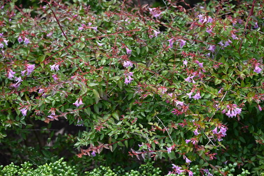Glossy abelia flowers. Caprifoliaceae perennial shrub. Small bell-shaped flowers bloom from early summer to autumn. Used as a hedge, etc.