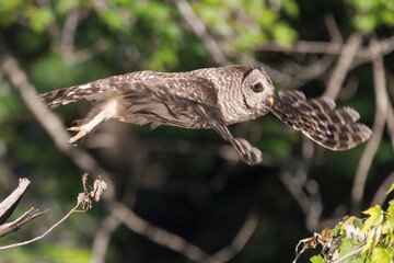 Juvenile Northern Barred owl in flight.Chesapeake and Ohio Canal National Historical Park.Maryland.USA