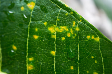 Unhealthy leaves with yellow spots due to pests or diseases usually caused by insects, fungi, bacteria or viruses. Concept for farming, agriculture, plant cultivation, pest prevention control.