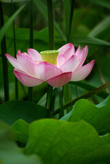 Obraz premium pink lotus flower