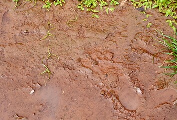 Wet soil muddy road ground texture isolated on horizontal ratio full frame outdoor park flooring background.