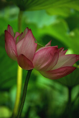 Fototapeta premium pink lotus flower