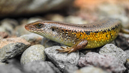 Close up photo of Brown indian sun skink sunbathing on a rock. Common garden lizard laid on the rocky ground. Concept for World Animal Day.