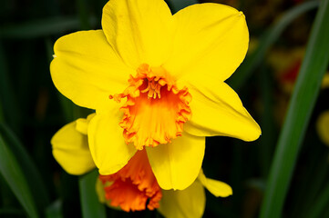yellow daffodil flower