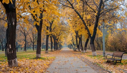 Obraz premium serene autumn landscape in a park showcasing a picturesque alley of yellow trees perfect for seasonal backgrounds photography