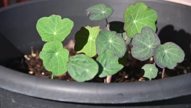 Young Nasturtium flower plants in a pot.  Nasturtium plant leaves and flowers and edible.  