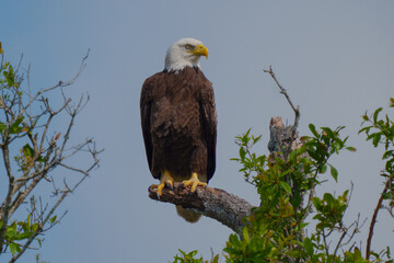 Bald Eagle perched 