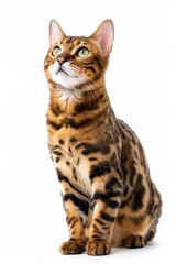 Mystic portrait of Bengal cat, full body View isolated on white background