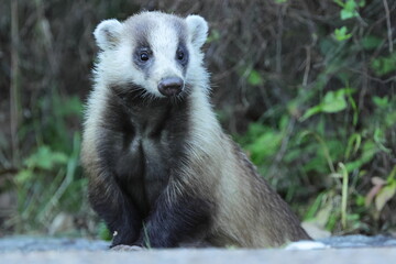 close up of Badger, side of forestry road in national park in Nara, Japan