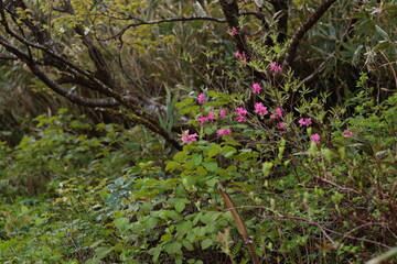 白樺山登山道そばで開花していたツツジ