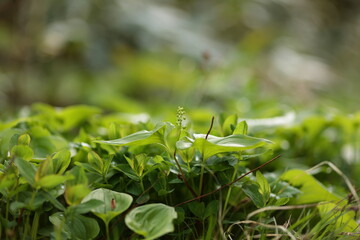 白樺山のマイズルソウ