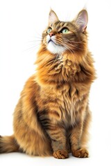 Obraz premium Mystic portrait of Manx Cat, full body View isolated on white background