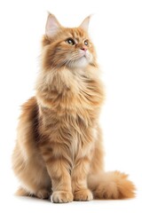 Obraz premium Mystic portrait of Ragdoll, full body View isolated on white background