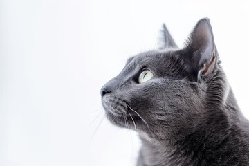 Mystic portrait of Russian Blue cat, copy space on right side, Headshot, Close-up View isolated on white background