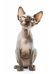 Mystic portrait of Sphynx cat, full body View isolated on white background