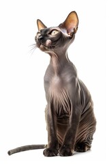 Mystic portrait of Sphynx cat, full body View isolated on white background