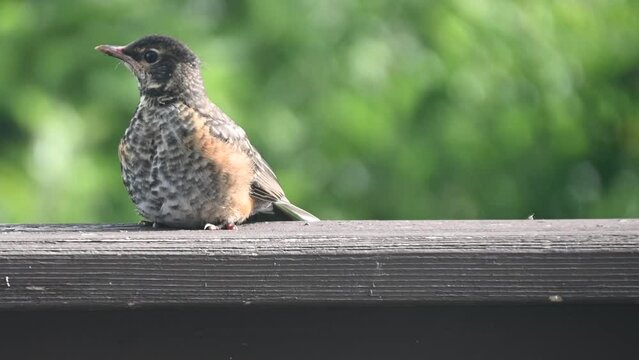 American Robin baby chick sitting on a deck rail during a sunny day