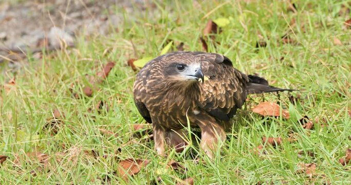 Black-eared kite eating somthing in the grass