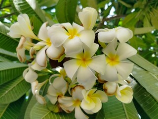 Obraz premium white frangipani flowers