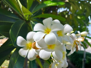 white frangipani flowers