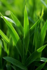 Obraz premium a close up of green grass with water droplets on it