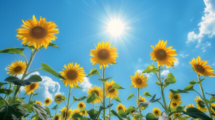 太陽と満開のひまわりの花