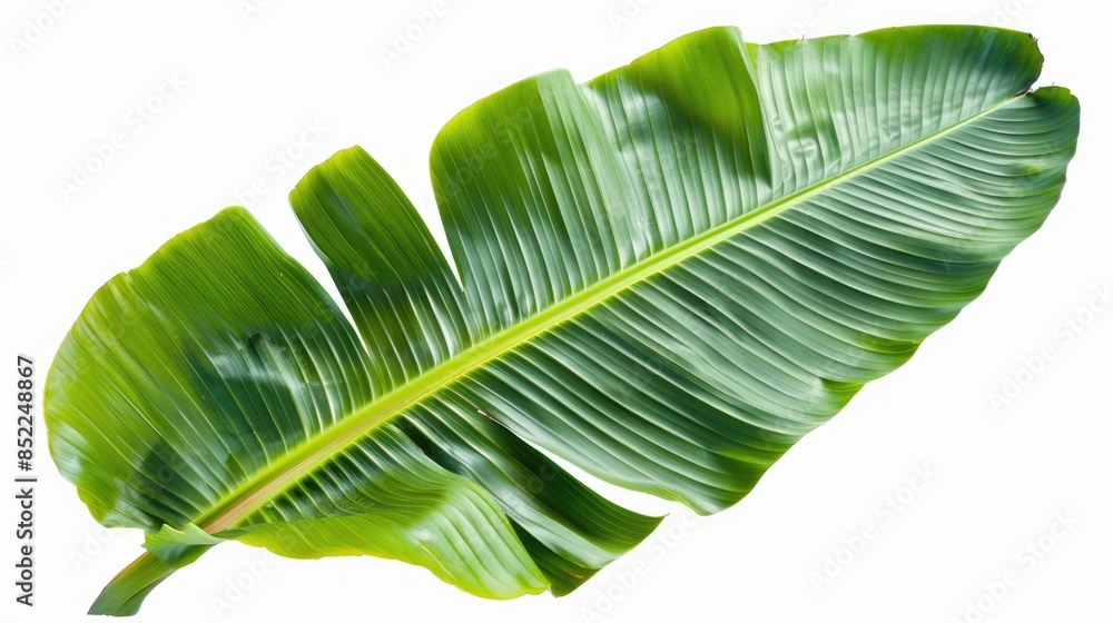 Poster banana leaf cut out on white backdrop with clipping path included