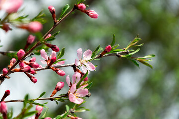 Branch of blossoming sakura close-up, space for text