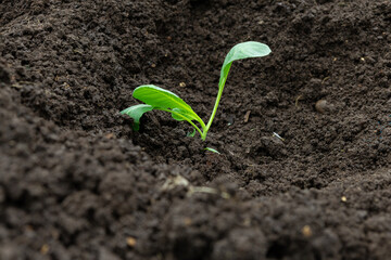 Young cabbage sprout in the ground