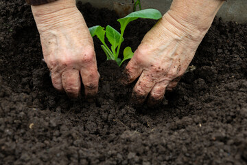 Planting cabbage seedlings in the ground, hands cultivate the soil around the sprout