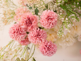 Pink carnation, white background, close-up photography