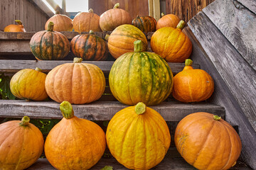 Ripe pumpkins on a wooden porch, Thanksgiving day concept