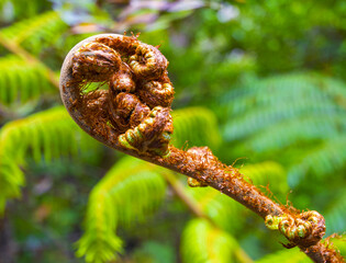 Ferns Buds Closeup Object, New Zealand; Nature, Symbol
