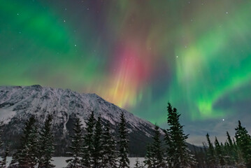 Northern lights aurora seen outside of Whitehorse in Yukon Territory, Canada during winter time with snow covered landscape