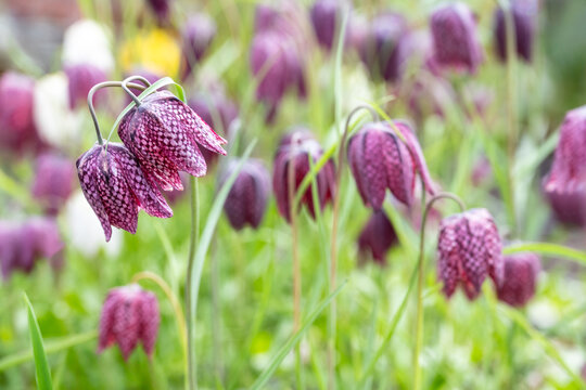 Closeup of dark maroon flower with white checkerboard pattern growing in a spring garden, portrait of a Checkered Lily, or Fritillaria Meleagris, blooming
