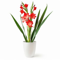 A Gladiolus in a white pot, no shadow, isolated on white background