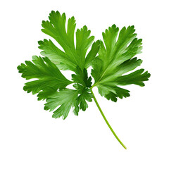 Fototapeta premium Parsley leaf isolated on transparent background
