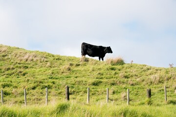 cow in the field