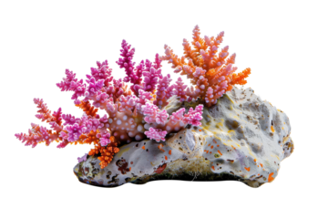 colourful coral reef, transparent background
