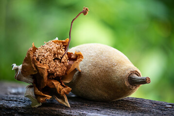 Dried baobab flower and fruit on natural background.
