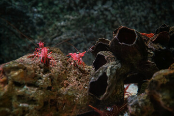Underwater marine sea life coral reef and fish