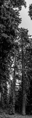 panoramic of a fully grown pine coniferous tree in Crater Lake National Park, Oregon. 