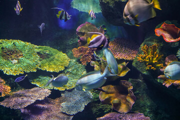 Underwater marine sea life coral reef and fish